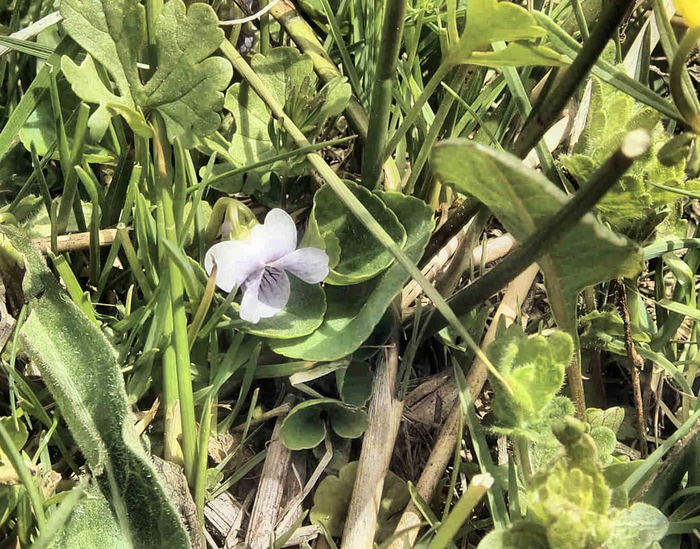 Violet, Marsh plant